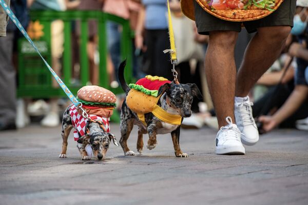 马萨诸塞州波士顿，“汉堡狗”和“热狗”出席狗狗万圣节活动。 - 俄罗斯卫星通讯社