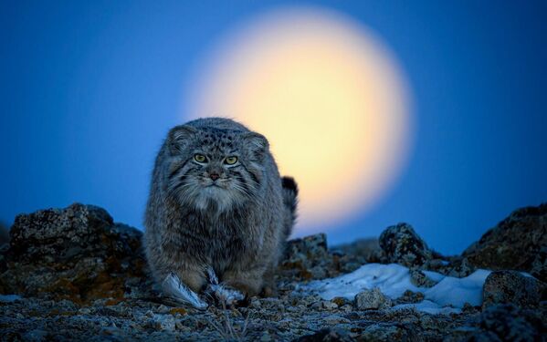 中国摄影师朱兴超的摄影作品《夜幕下》获得“动物行为类”金奖。 - 俄罗斯卫星通讯社