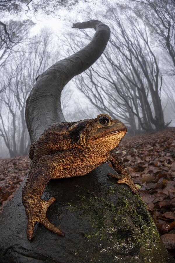 意大利攝影師費德里科·克羅韋托的作品《蜿蜒的小路》在“棲息地動物類”比賽中獲獎。 - 俄羅斯衛星通訊社