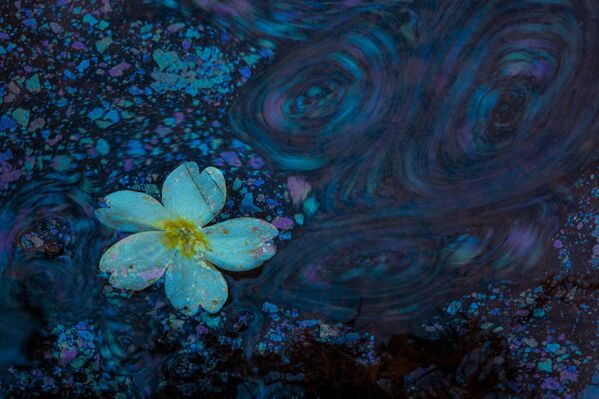 西班牙摄影师胡安·奎托斯的作品《色彩漩涡》在“自然艺术和图像类”竞赛中获奖。 - 俄罗斯卫星通讯社
