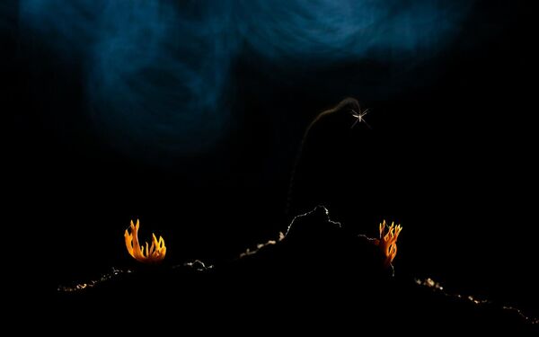匈牙利摄影师蒂博尔·利陶斯基的作品《火山喷发》在“植物魔术类”竞赛中获奖。 - 俄罗斯卫星通讯社