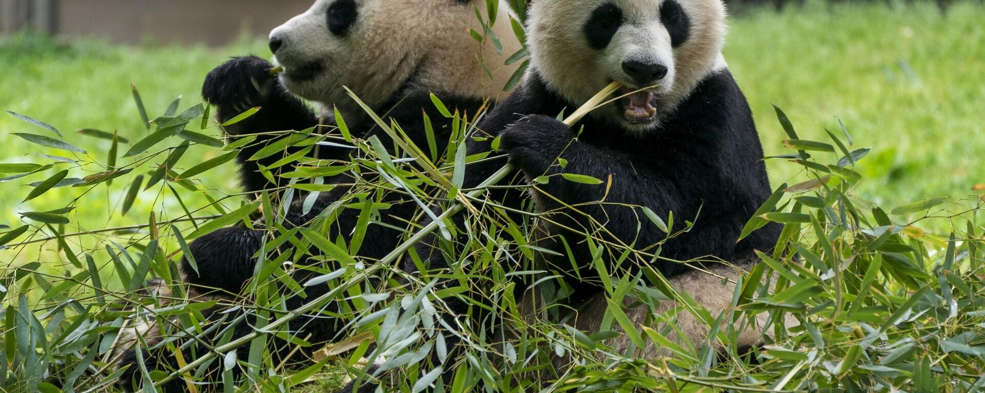 兩只大熊貓從中國抵達華盛頓國家動物園 - 俄羅斯衛星通訊社, 1920, 16.10.2024