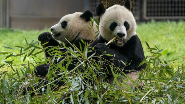 中国外交部：在英国的两只大熊猫将于12月返回中国 - 俄罗斯卫星通讯社