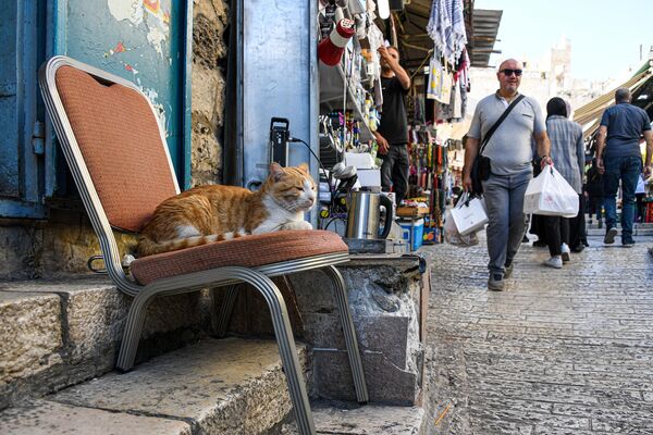 耶路撒冷街頭的貓。 - 俄羅斯衛星通訊社