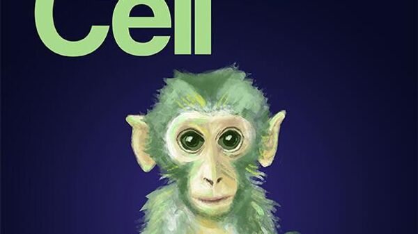 中国科学家成功构建高比例胚胎干细胞嵌合体猴 - 俄罗斯卫星通讯社