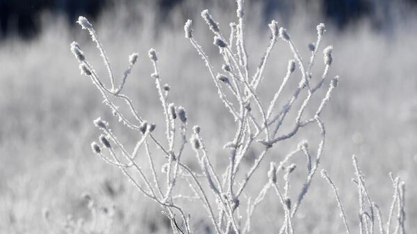 克拉斯諾亞爾斯克邊疆區西伯利亞針葉林覆蓋著冰霜和積雪的草本植物 - 俄羅斯衛星通訊社