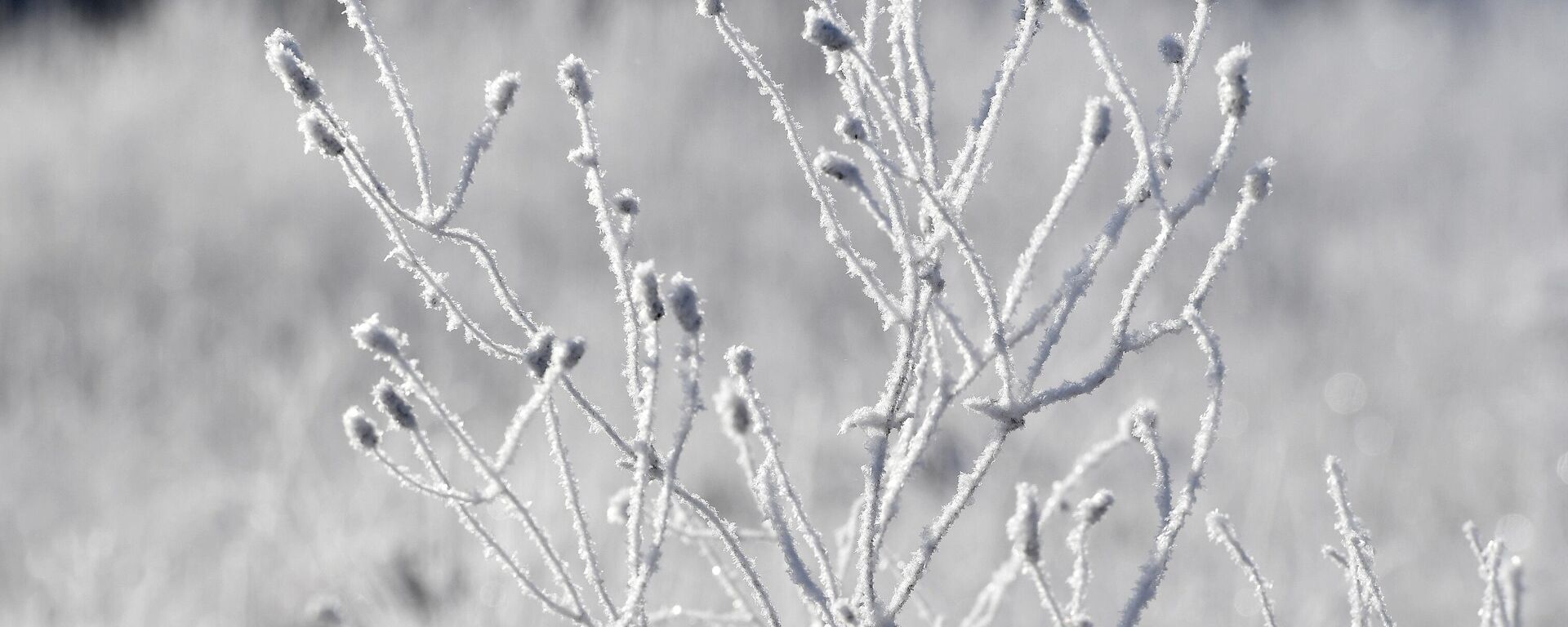 克拉斯诺亚尔斯克边疆区西伯利亚针叶林覆盖着冰霜和积雪的草本植物 - 俄罗斯卫星通讯社, 1920, 13.11.2023