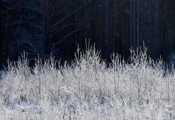 在克拉斯诺亚尔斯克边疆区，西伯利亚针叶林在霜冻的日子里被冰霜和积雪覆盖。 - 俄罗斯卫星通讯社