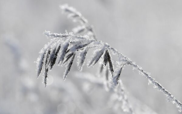 在克拉斯诺亚尔斯克边疆区，西伯利亚针叶林中的草本植物在霜冻天被冰雪覆盖。 - 俄罗斯卫星通讯社