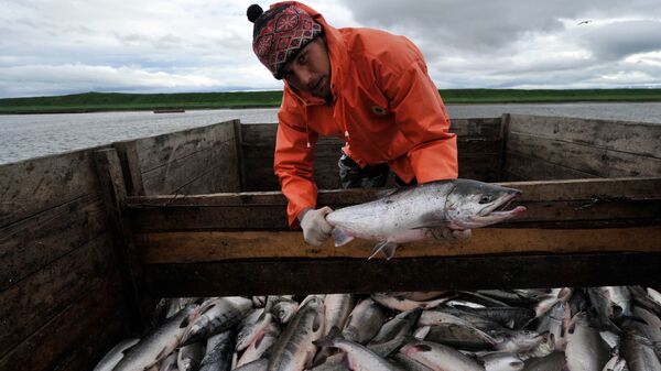 俄渔业署：2023年俄罗斯鱼类捕捞量或将达到530万吨 - 俄罗斯卫星通讯社