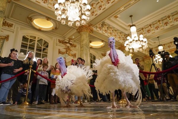 名为“自由”和“钟声”的两只火鸡出席了华盛顿特威拉德洲际酒店 (Willard InterContinental Washington)内举行的新闻发布会，并等待在白宫举行的由总统主持的一年一度感恩节火鸡赦免仪式。 - 俄罗斯卫星通讯社