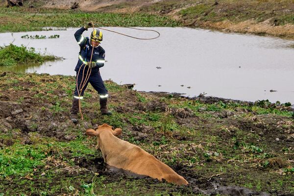 巴西，一名動物救援隊隊員正在自然災害區救一頭被捕獲的牛。 - 俄羅斯衛星通訊社
