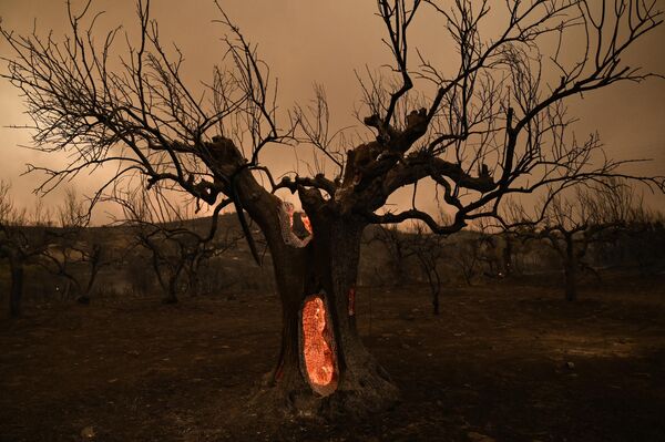 希腊北部，亚历山德鲁波利斯  一棵在森林大火中被烧毁的橄榄树。 - 俄罗斯卫星通讯社