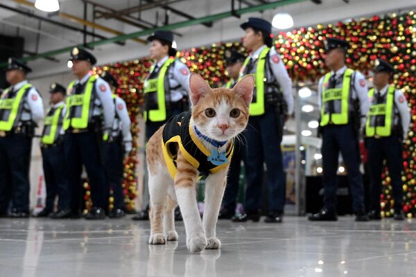 猫sir穿着制服从列队的保安身边走过。 - 俄罗斯卫星通讯社