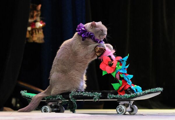 莫斯科猫剧场的演员猫在演出。 - 俄罗斯卫星通讯社
