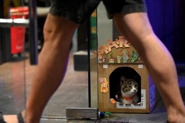 貓咪瑪麗亞坐在馬尼拉市阿拉邦鎮中心一家商店外的盒子里。 - 俄羅斯衛星通訊社