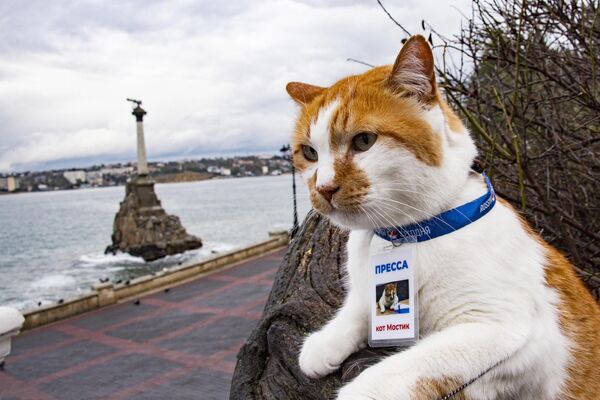明星小猫“小桥”（Mostik）是克里米亚大桥的代言猫，大桥竣工后，它搬到了俄罗斯卫星通讯社辛菲罗波尔分社附近。 - 俄罗斯卫星通讯社