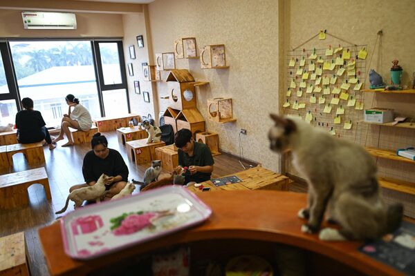 被救助的小猫在猫咪咖啡馆内打工。 - 俄罗斯卫星通讯社