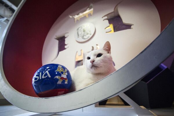 在圣彼得堡冬宫博物馆谋生的“冬宫神谕猫”阿奇尔。它曾在2018年俄罗斯世界杯之前成功完成减肥任务。 - 俄罗斯卫星通讯社