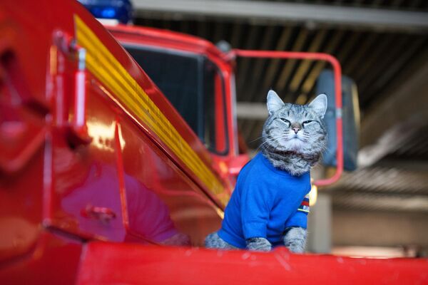 俄羅斯緊急情況部秋明州總局消防救援隊的消防員貓謝苗坐在消防車上。 - 俄羅斯衛星通訊社