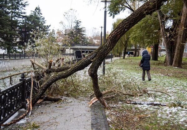 辛菲罗波尔，一棵倒下的树。整个克里米亚半岛的暴风雨警报已生效。受强烈暴风雨影响，半岛上有49.8万居民断电。 - 俄罗斯卫星通讯社