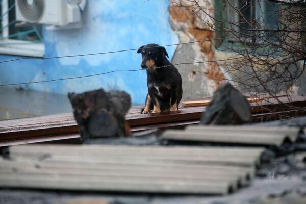 一只小狗坐在克里米亚被自然灾害毁坏的房屋屋顶上。整个克里米亚半岛的暴风雨警报已经生效。强大的风暴导致半岛上49.8万居民断电。 - 俄罗斯卫星通讯社
