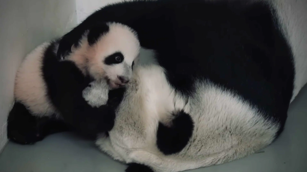 旅俄大熊猫“丁丁”的宝宝学习四肢站立 - 俄罗斯卫星通讯社