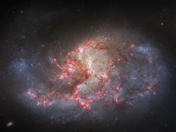 這個由恆星和塵埃組成的發光團就是棒旋星系 NGC 1385，距離地球約 3000 萬光年。 - 俄羅斯衛星通訊社