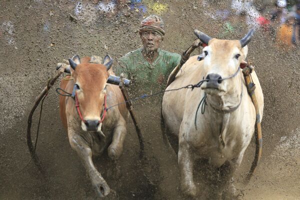 印度尼西亚西苏门答腊省，丹那达塔尔举行的奔牛赛（Pacu Jawi）的参赛者。 - 俄罗斯卫星通讯社