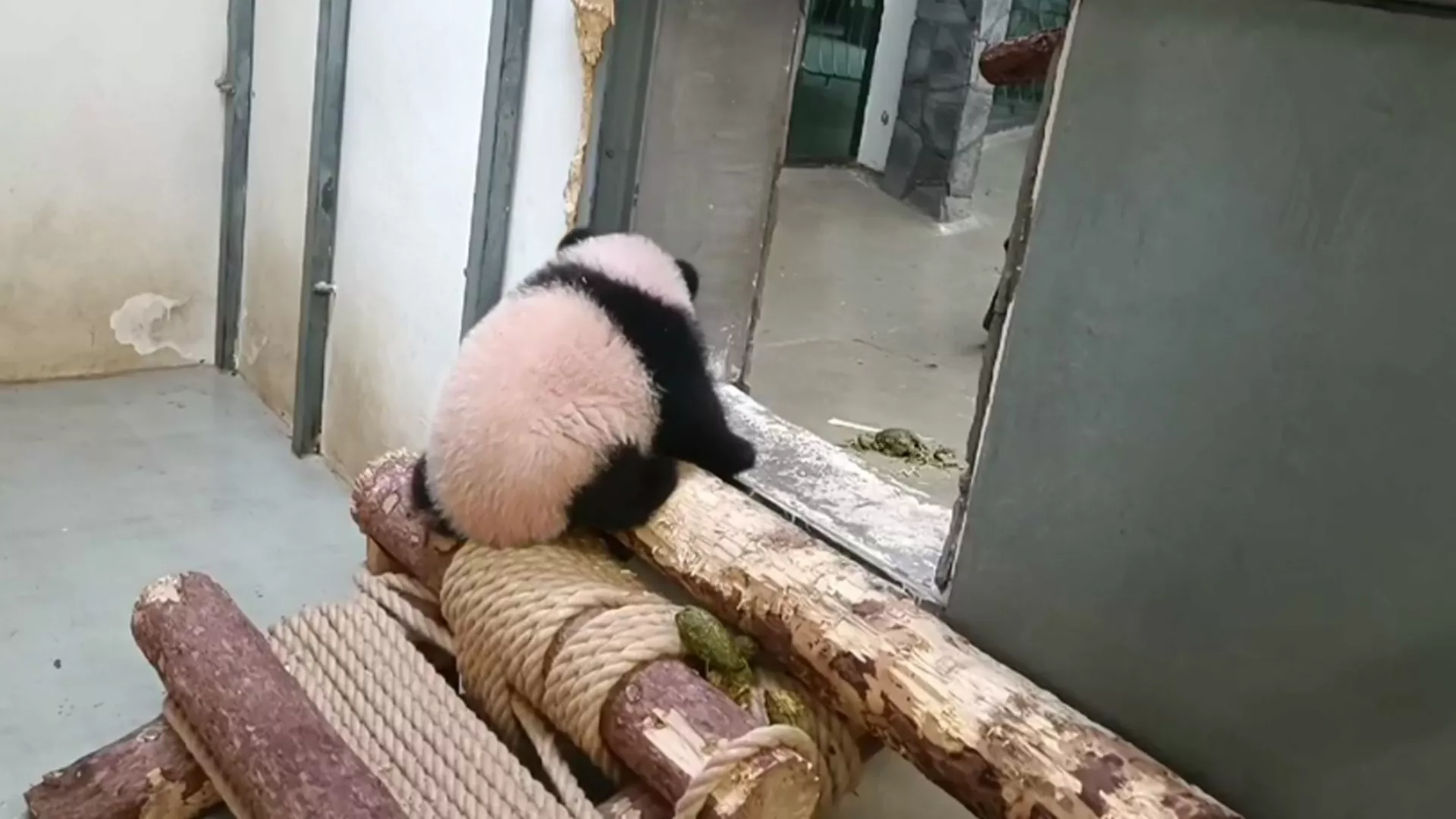大熊貓寶寶喀秋莎從梯子上極速滾落