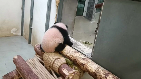 大熊猫宝宝喀秋莎从梯子上极速滚落 - 俄罗斯卫星通讯社