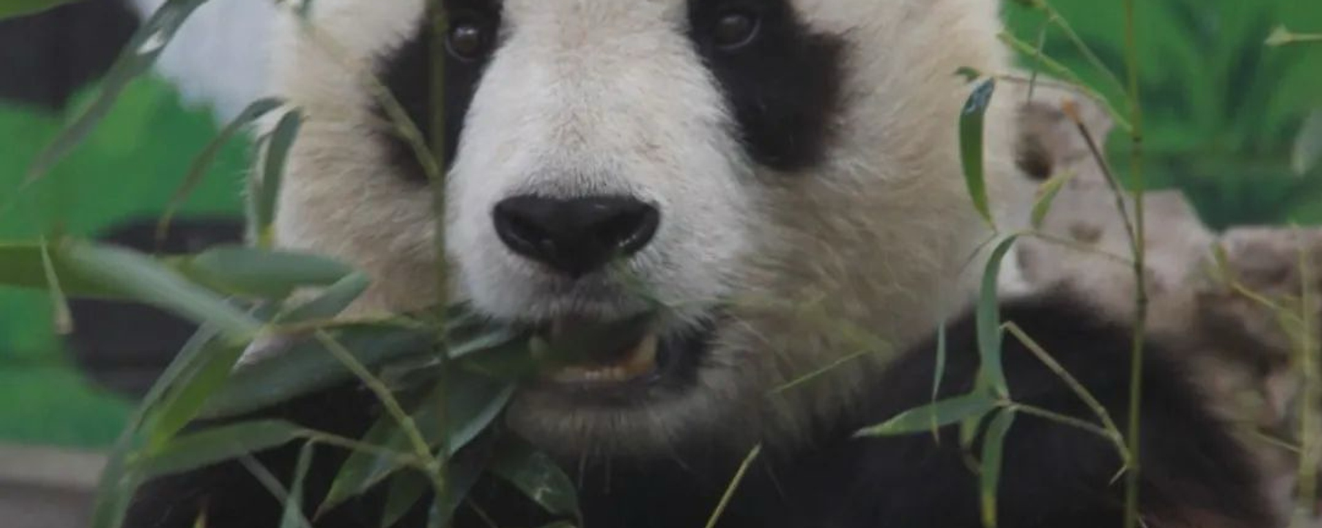 中美机构签署合作意向书：中国将于2025年向旧金山运送两只大熊猫 - 俄罗斯卫星通讯社, 1920, 21.04.2024