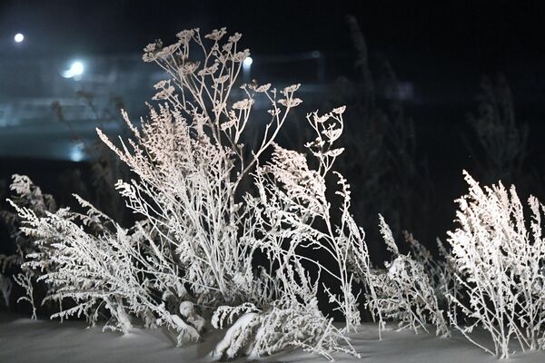 克拉斯諾亞爾斯克零下33攝氏度下的霜凍植物。 - 俄羅斯衛星通訊社