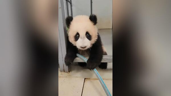 小小女主人：大熊猫宝宝“喀秋莎”打扫莫斯科动物园馆舍 - 俄罗斯卫星通讯社