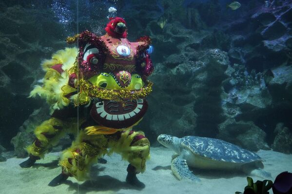 馬來西亞吉隆坡，中國農歷新年慶祝活動開始前，潛水員在吉隆坡購物中心水族館表演水下舞獅。 - 俄羅斯衛星通訊社