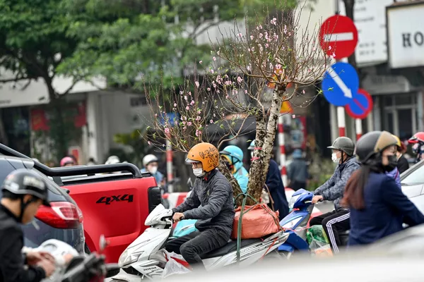 一名男子骑着摩托车在河内运送桃花，<h1 class=