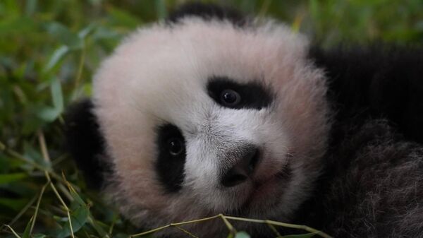 熊貓幼崽喀秋莎進入莫斯科動物園大圍欄 3月8日起將與遊客見面 - 俄羅斯衛星通訊社