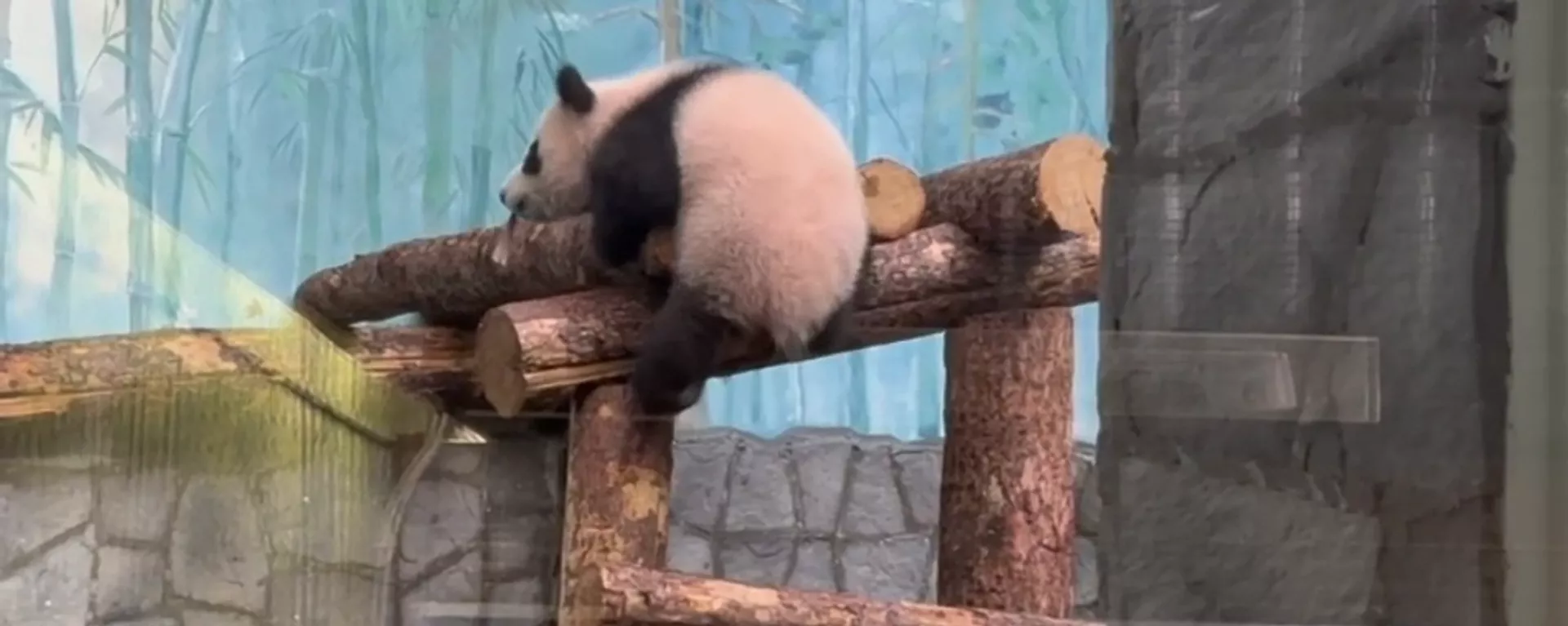 莫斯科動物園裡希望一睹大熊貓喀秋莎風采的人們排起了長隊 - 俄羅斯衛星通訊社, 1920, 08.03.2024