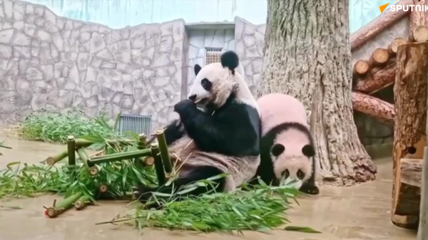 喀秋莎与妈妈丁丁收获莫斯科动物园赠送的竹子熊猫 - 俄罗斯卫星通讯社