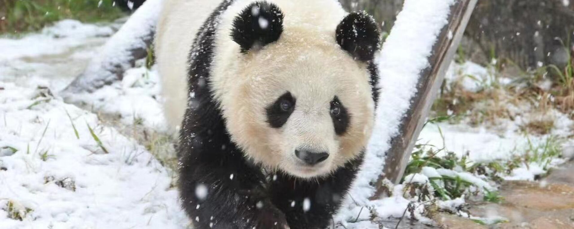 日本官房长官：期待日中之间大熊猫交流能够继续 - 俄罗斯卫星通讯社, 1920, 16.12.2025