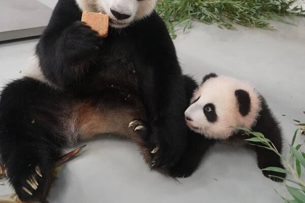 大熊猫幼崽”喀秋莎“ - 俄罗斯卫星通讯社