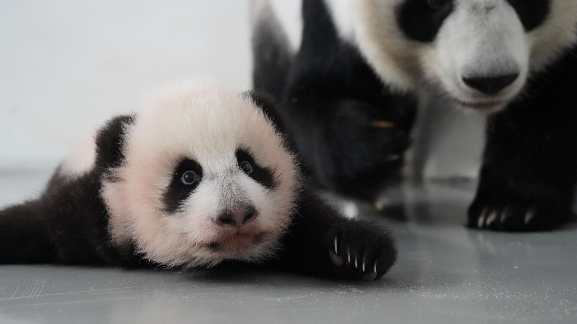 旅俄大熊猫幼崽喀秋莎