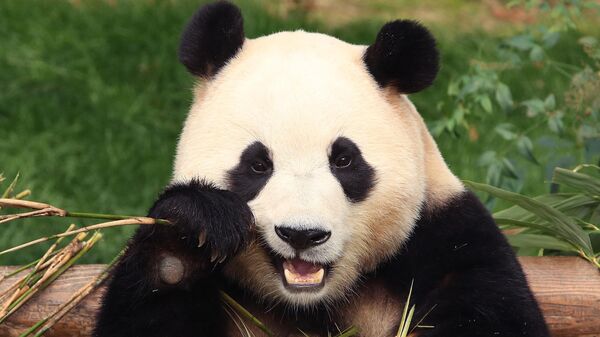 旅韩大熊猫“福宝”今日启程返回中国 - 俄罗斯卫星通讯社