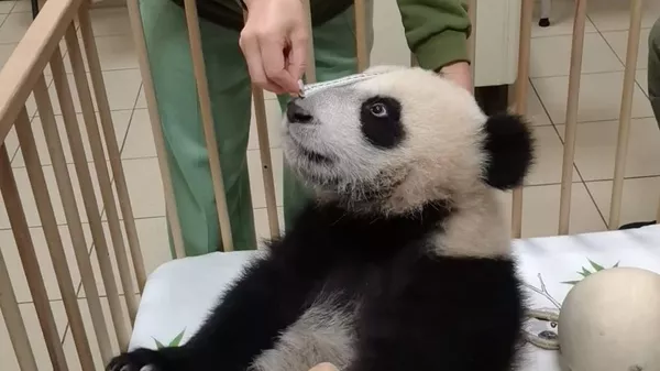 “喀秋莎”大熊猫 - 俄罗斯卫星通讯社