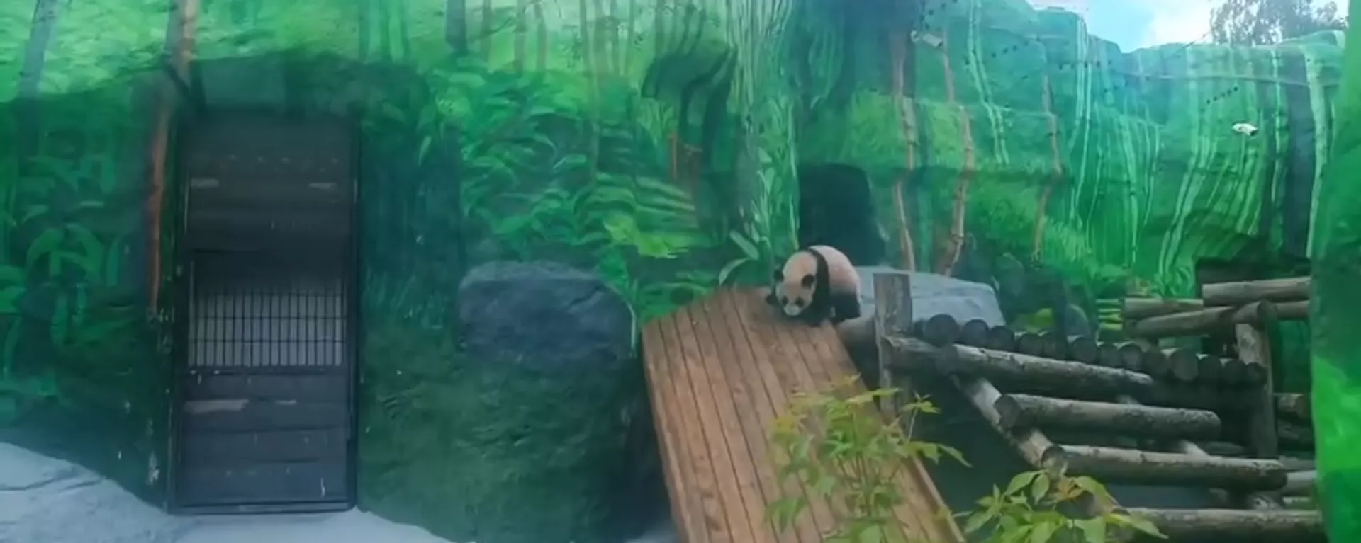 莫斯科動物園熊貓喀秋莎走入室外圍欄，在那裡閒逛了20分鐘 - 俄羅斯衛星通訊社, 1920, 05.05.2024