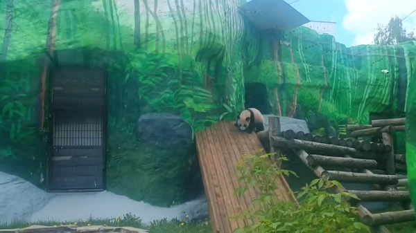 莫斯科動物園熊貓喀秋莎走入室外圍欄，在那裡閒逛了20分鐘 - 俄羅斯衛星通訊社