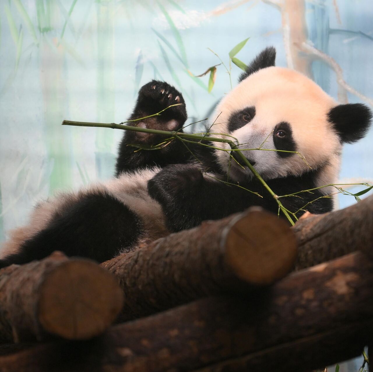 莫斯科动物园大熊猫幼崽“喀秋莎”开始脱离妈妈独立生活- 2025年4月23日