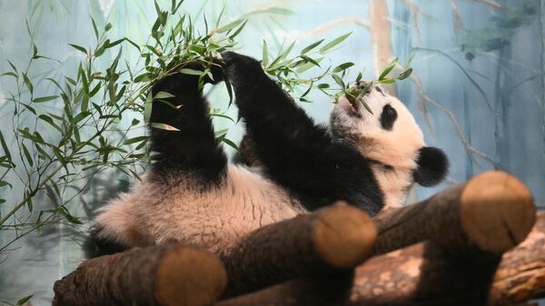莫斯科动物园的大熊猫幼崽“喀秋莎”已满10个月大，体重达27公斤