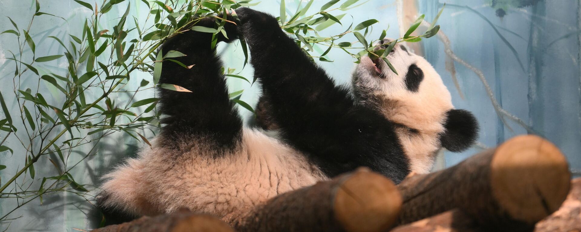 莫斯科動物園的大熊貓幼崽“喀秋莎”已滿10個月大，體重達27公斤 - 俄羅斯衛星通訊社, 1920, 24.05.2024