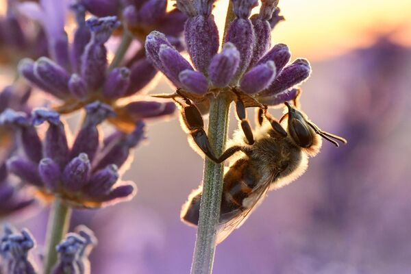 一只正在薰衣草上采蜜的蜜蜂。 - 俄罗斯卫星通讯社